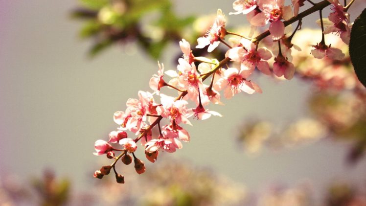 macro pink blossom flower nature HD Wallpaper Desktop Background