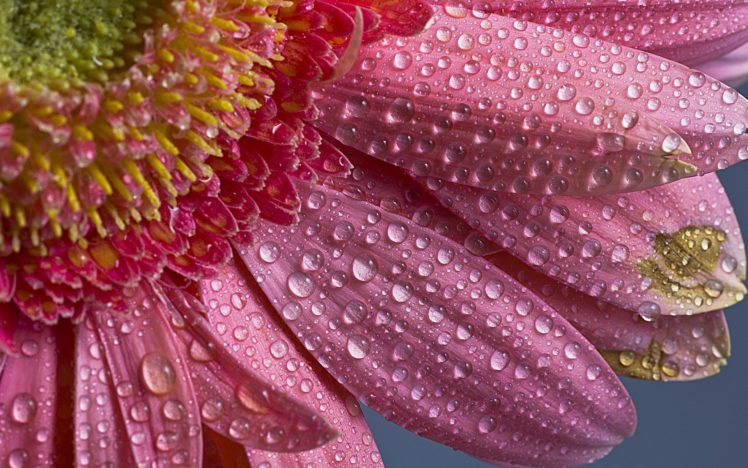 macro, Pink, Flower, Water HD Wallpaper Desktop Background