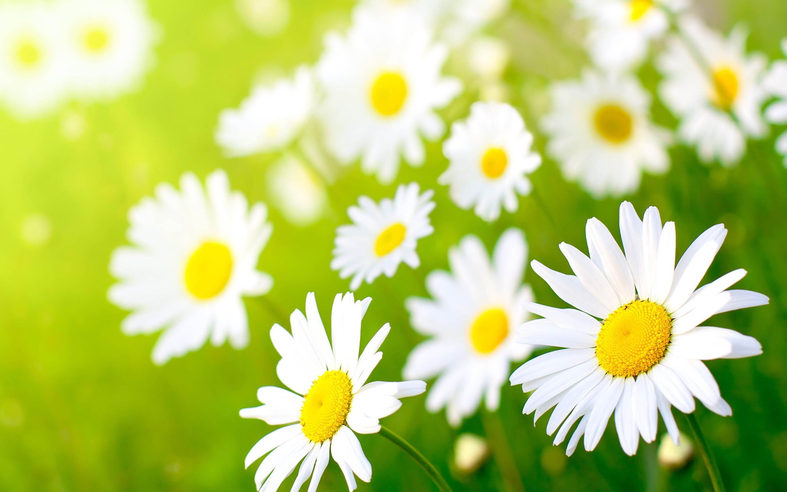 daisy fields flowers macro Wallpaper
