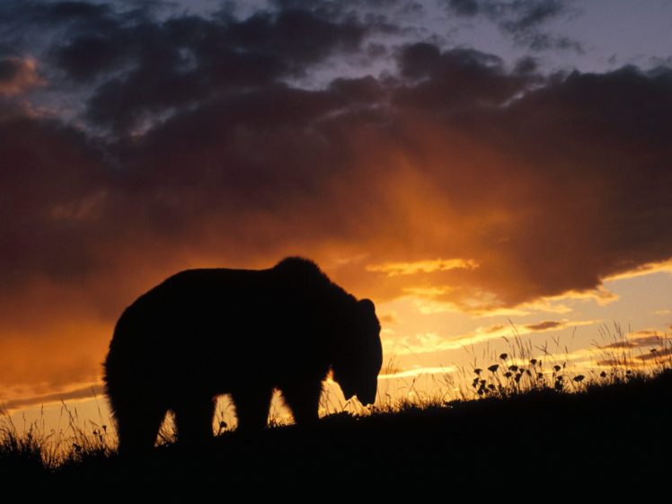 bear a sunset nature, Animal HD Wallpaper Desktop Background