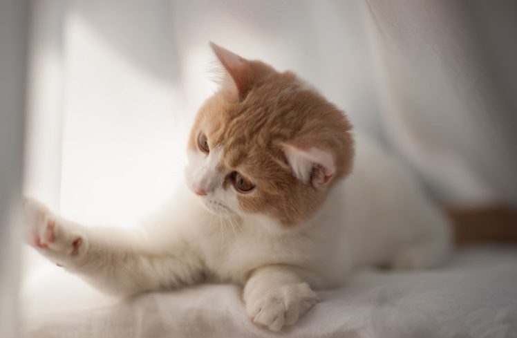 amused kitten koty cat, Animal HD Wallpaper Desktop Background