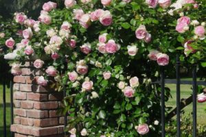 rose bush , Artistic, Rose