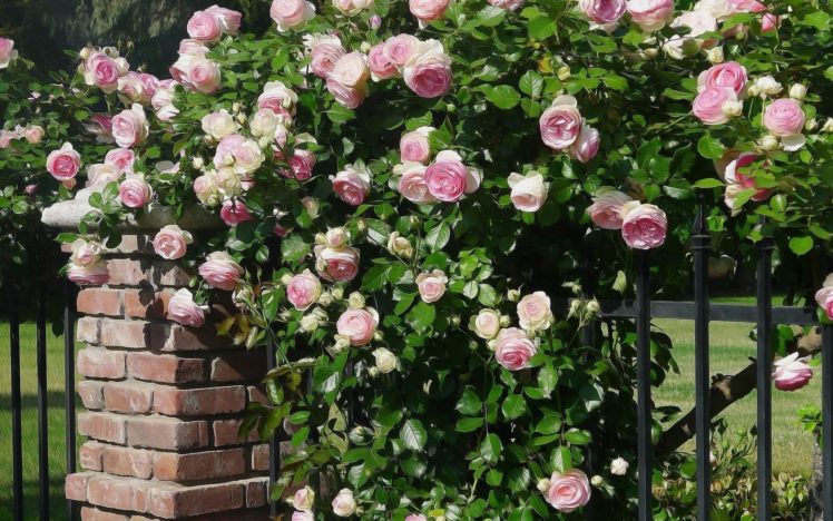 rose bush , Artistic, Rose Wallpapers HD / Desktop and Mobile Backgrounds