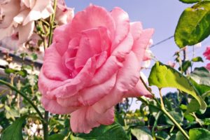 pink rose , Flowers, Rose