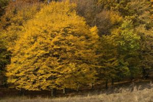 yellow trees, Nature, Tree, Autumn, Fall