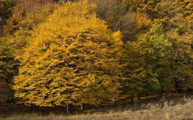 yellow trees, Nature, Tree, Autumn, Fall HD Wallpaper Desktop Background