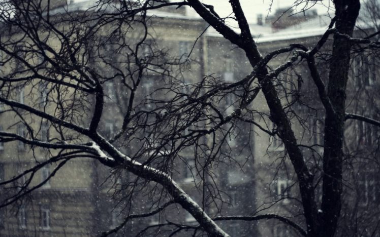 nature, Winter, Snow, Tree HD Wallpaper Desktop Background