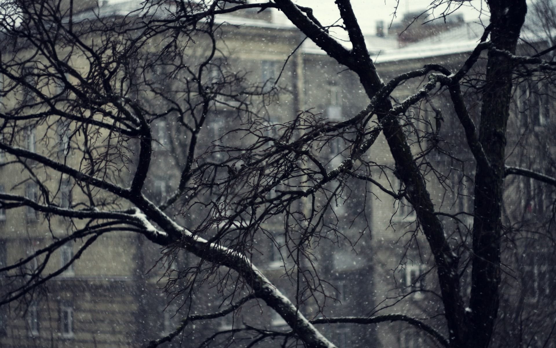 nature, Winter, Snow, Tree Wallpaper