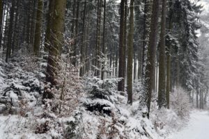 nature, Winter, Snow, Tree, Forest
