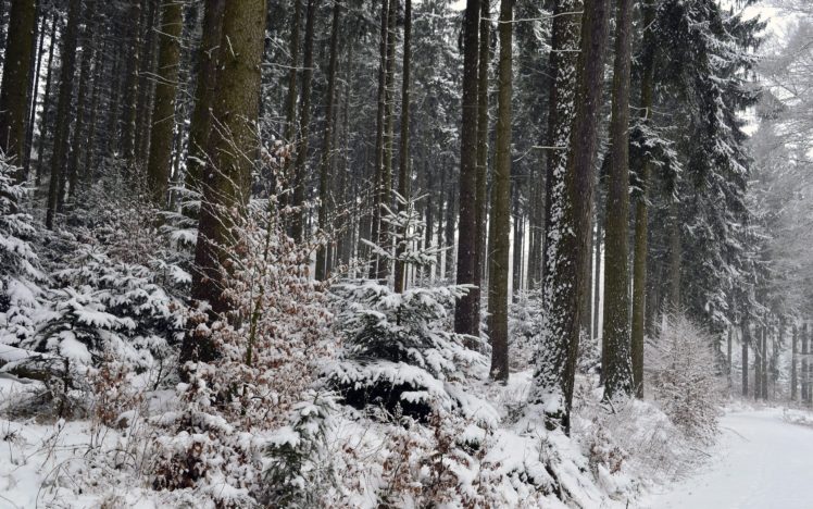 nature, Winter, Snow, Tree, Forest HD Wallpaper Desktop Background