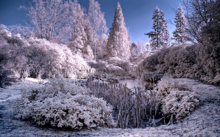pond, Trees, Frost, Landscape HD Wallpaper Desktop Background