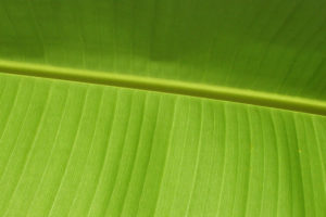 banana, Leaf