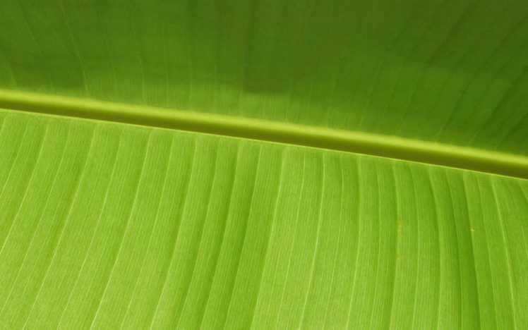 banana, Leaf HD Wallpaper Desktop Background