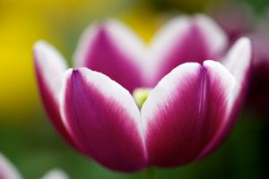 spring, Flower, Tulip, Nature
