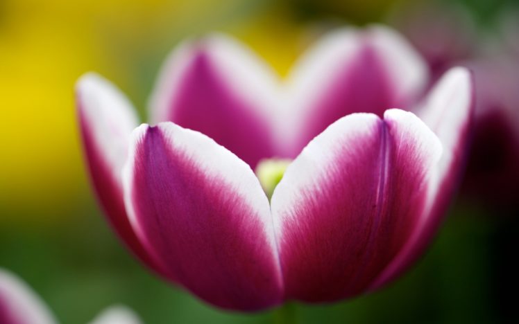 spring, Flower, Tulip, Nature HD Wallpaper Desktop Background