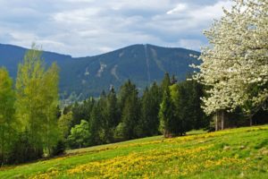 spring, Mountains, Forest, Field, Czech, Republic, Bohemian, Forest