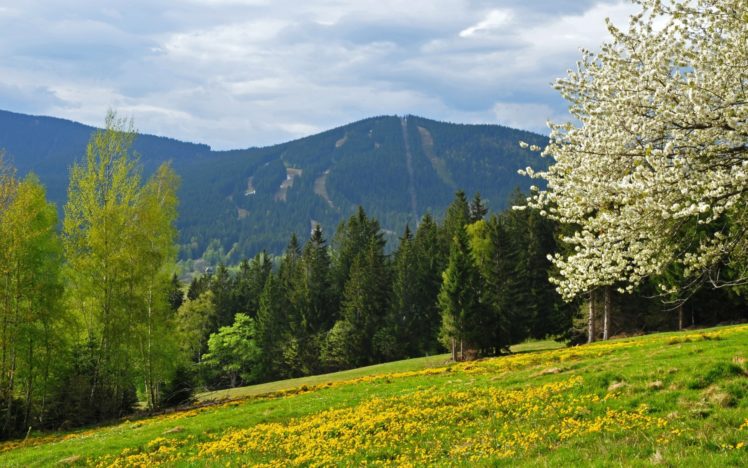 spring, Mountains, Forest, Field, Czech, Republic, Bohemian, Forest HD Wallpaper Desktop Background