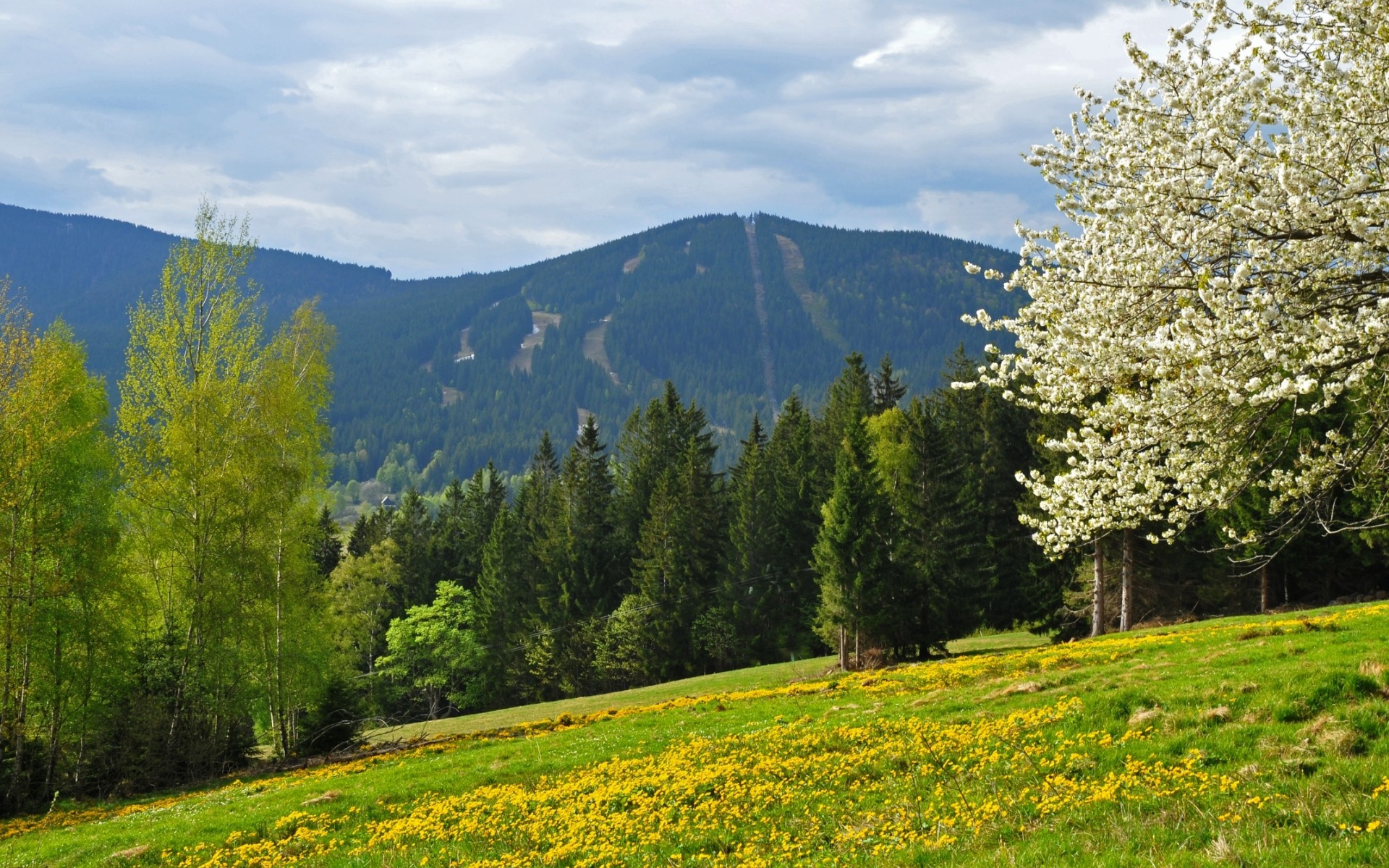 spring, Mountains, Forest, Field, Czech, Republic, Bohemian, Forest Wallpaper