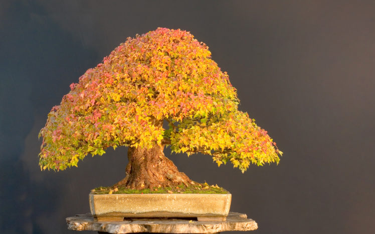 tree, Bonsai, Tree, Leaves HD Wallpaper Desktop Background