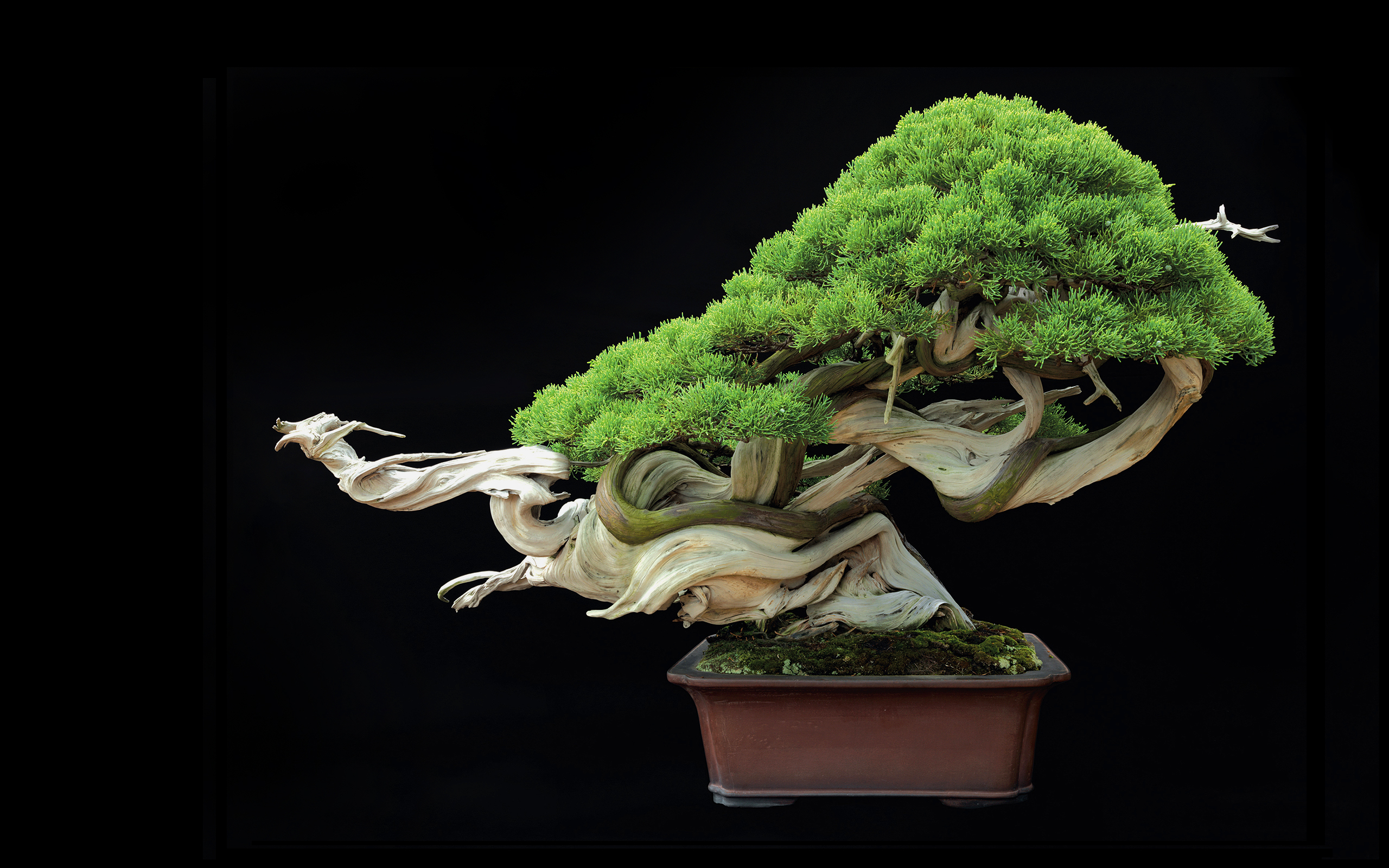 tree, Bonsai, Tree, Leaves Wallpaper