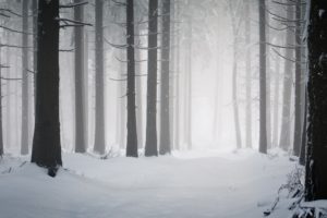 trees, Forest, Snow, Winter