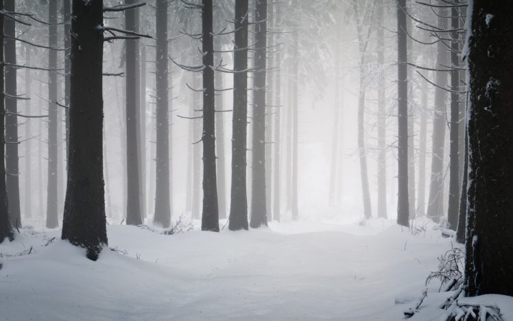 trees, Forest, Snow, Winter HD Wallpaper Desktop Background