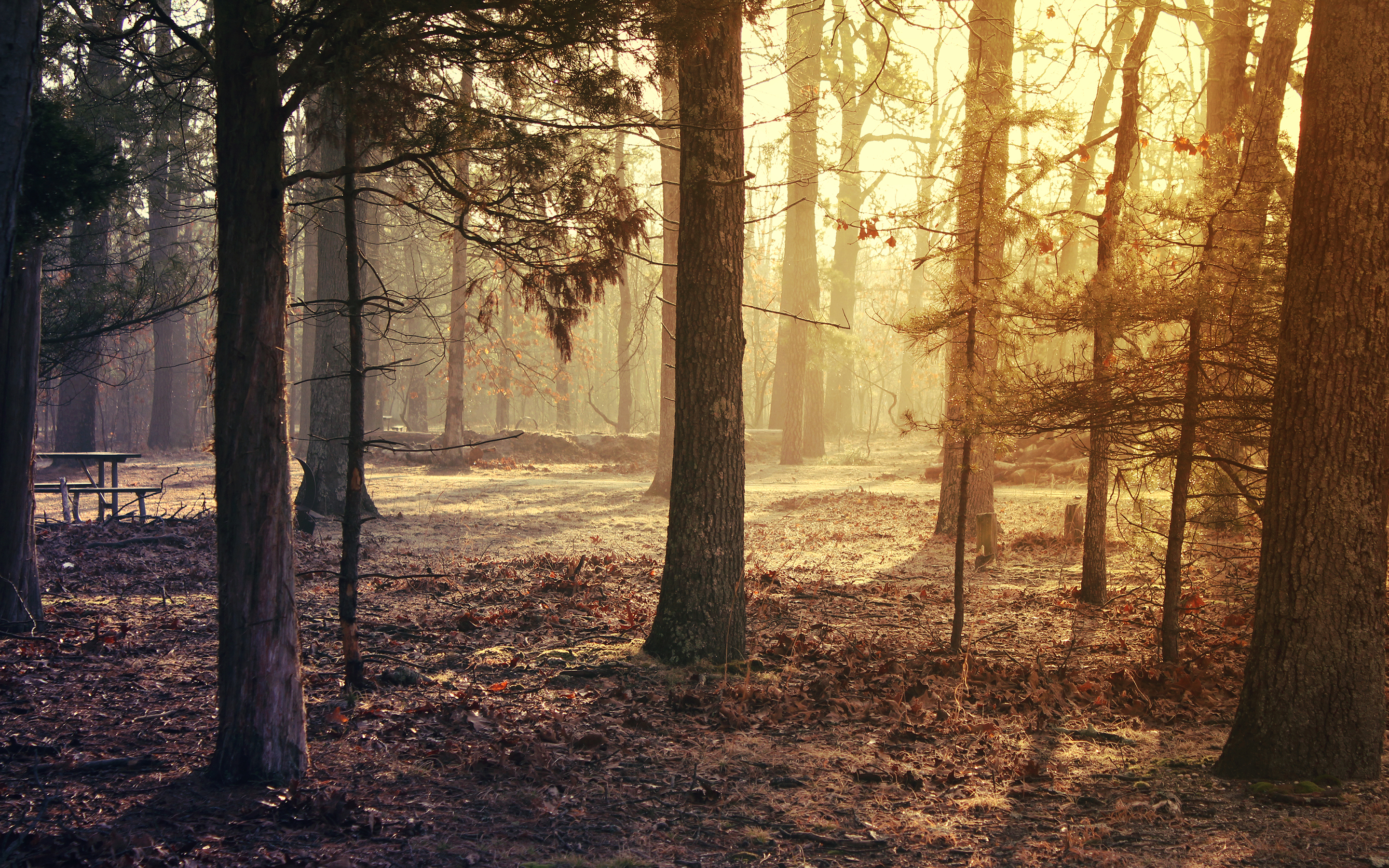 trees, Forest Wallpaper