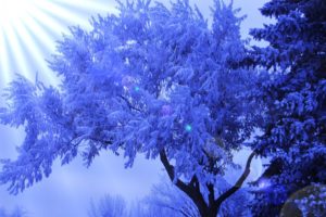 winter, Tree, Frost, Sun, Glare, Bokeh