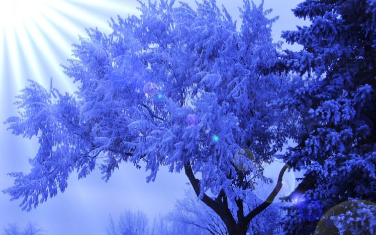winter, Tree, Frost, Sun, Glare, Bokeh HD Wallpaper Desktop Background