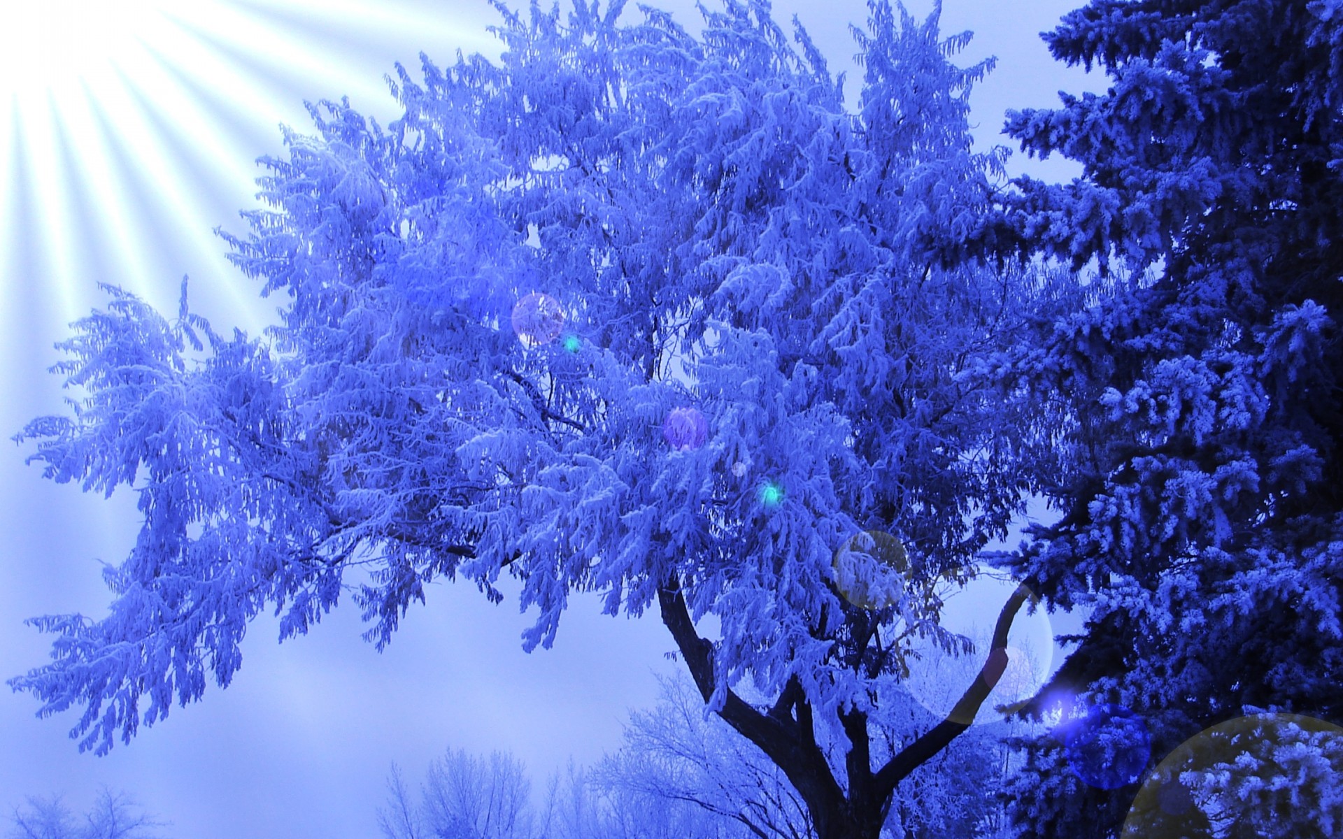 winter, Tree, Frost, Sun, Glare, Bokeh Wallpaper