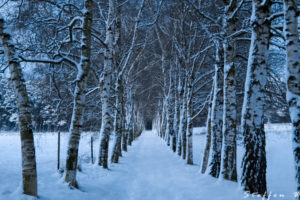 winter, Trees, Road