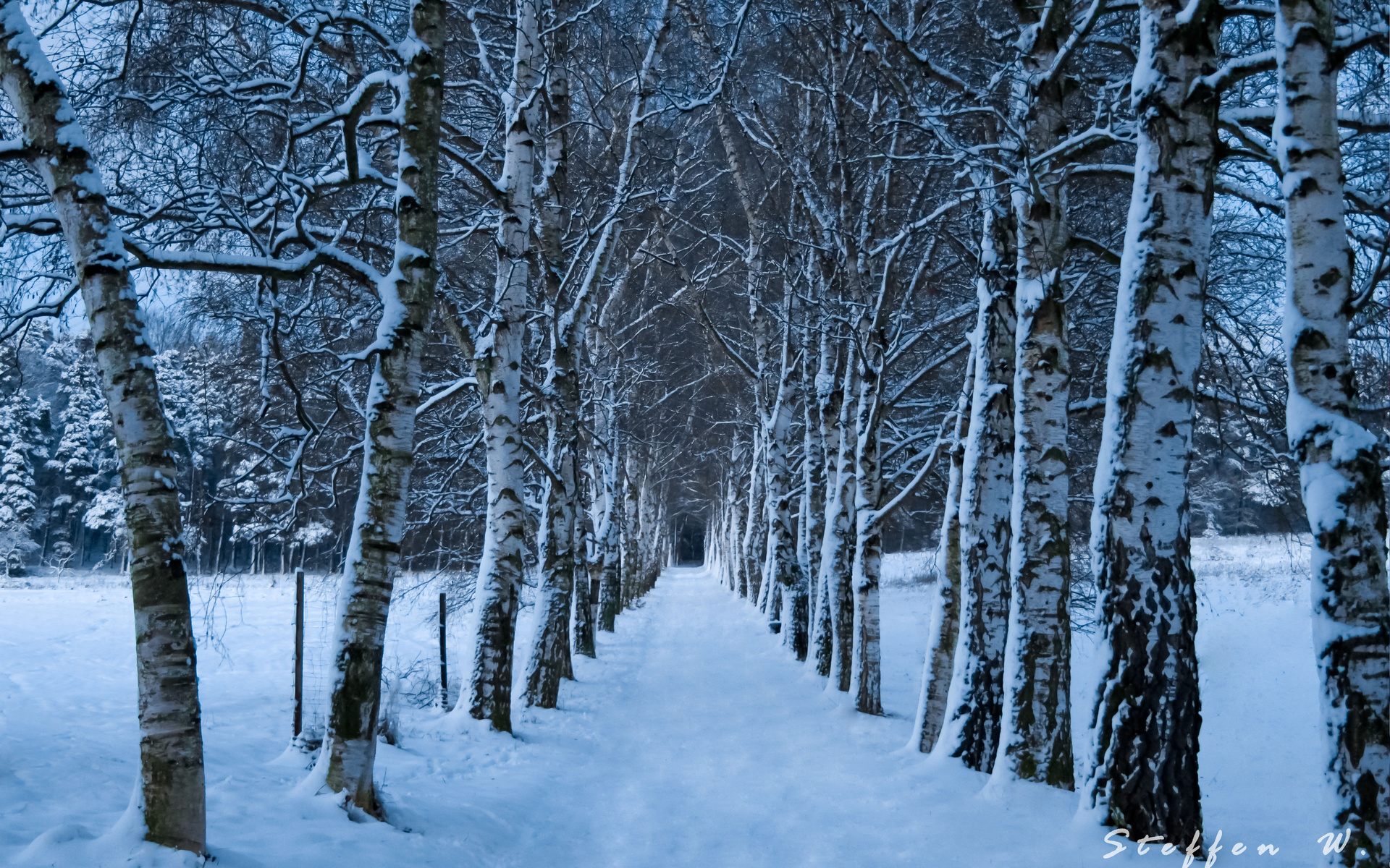 winter, Trees, Road Wallpaper