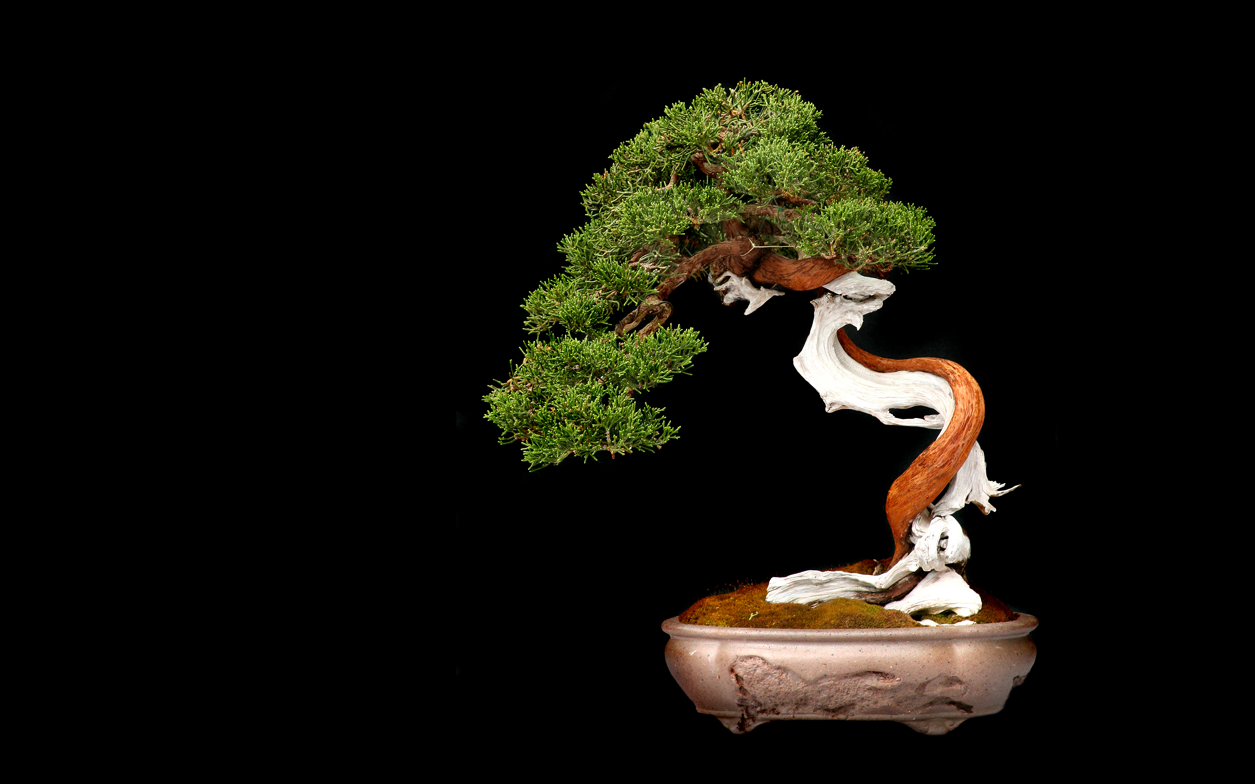 tree, Bonsai, Tree, Leaves Wallpaper