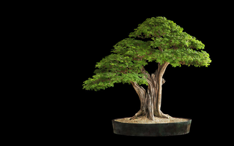 tree, Bonsai, Tree, Leaves HD Wallpaper Desktop Background