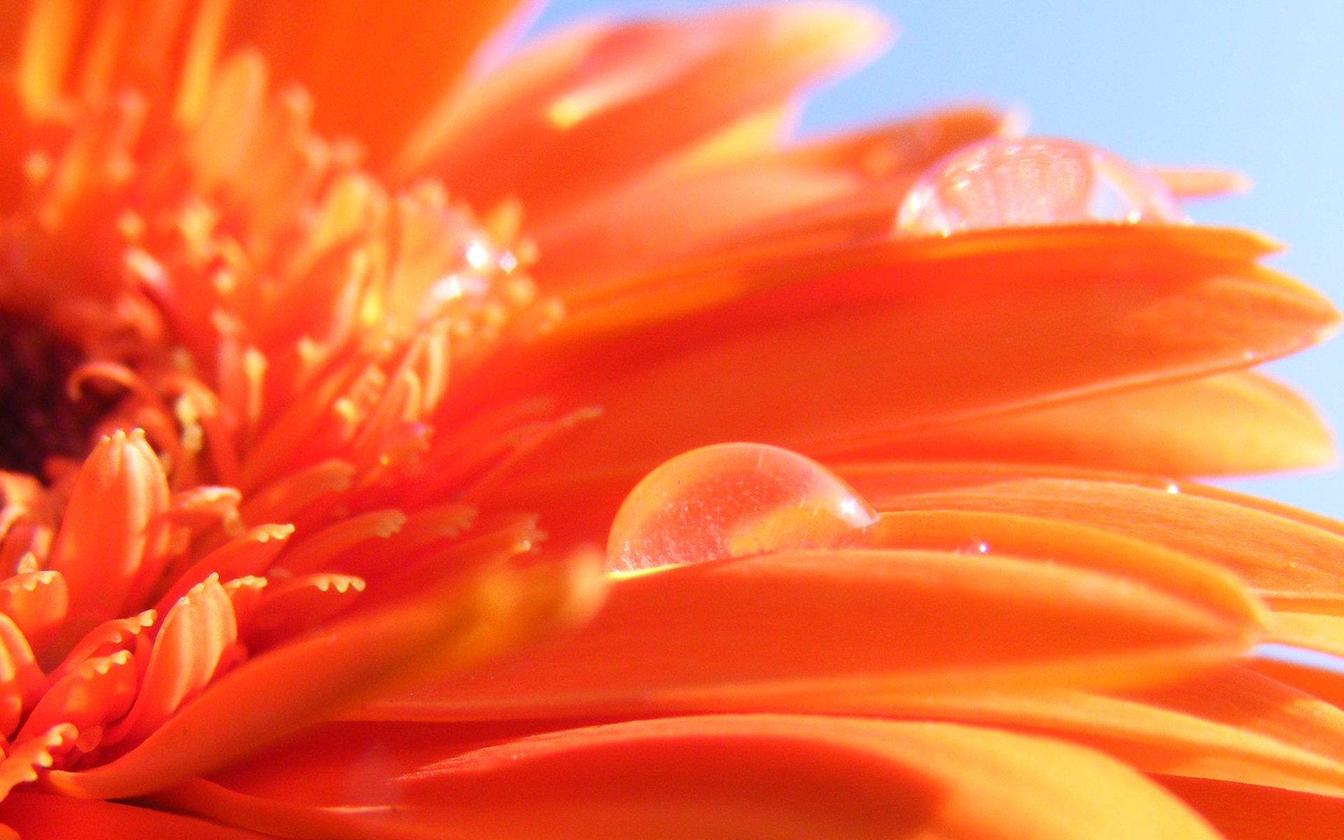 orange, Flower Wallpaper