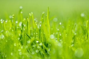 grass, Nature, Green, Rain