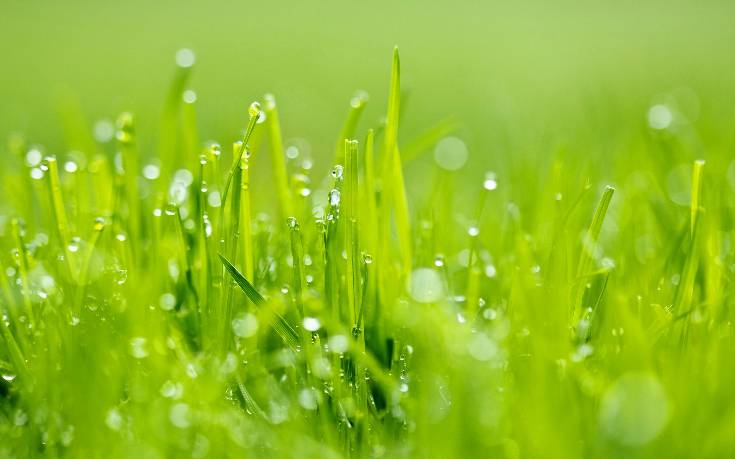 grass, Nature, Green, Rain Wallpaper
