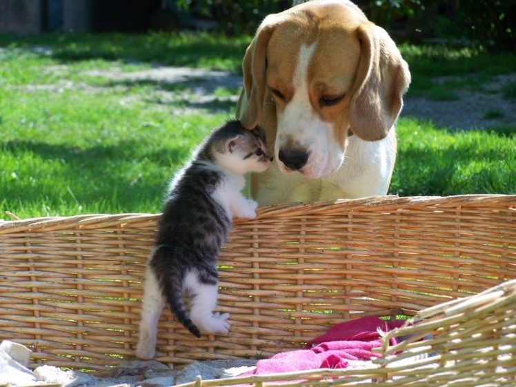 cute, Animal, Dog, Cat, Baby, Kitty HD Wallpaper Desktop Background