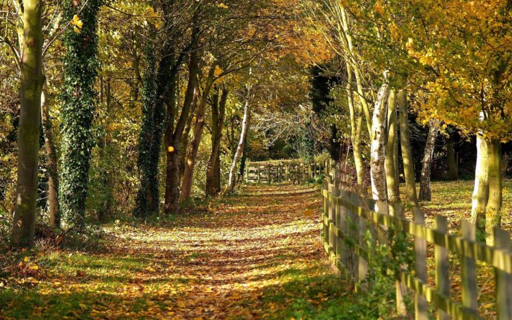 nature, Autumn, Tree, Forest, Yellow, Leafs HD Wallpaper Desktop Background