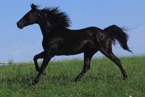 horse, Black, Sky, Grass