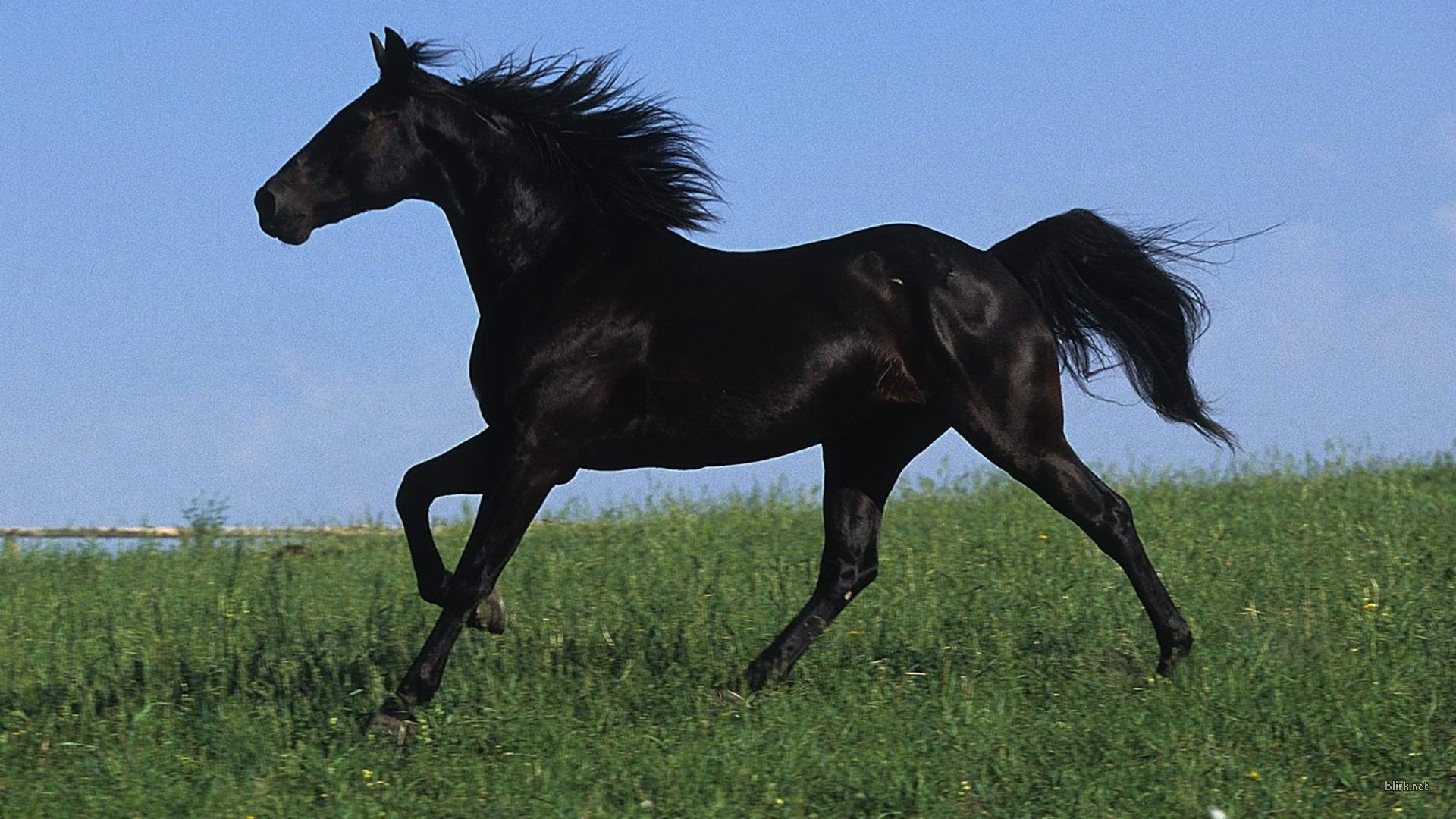 horse, Black, Sky, Grass Wallpaper