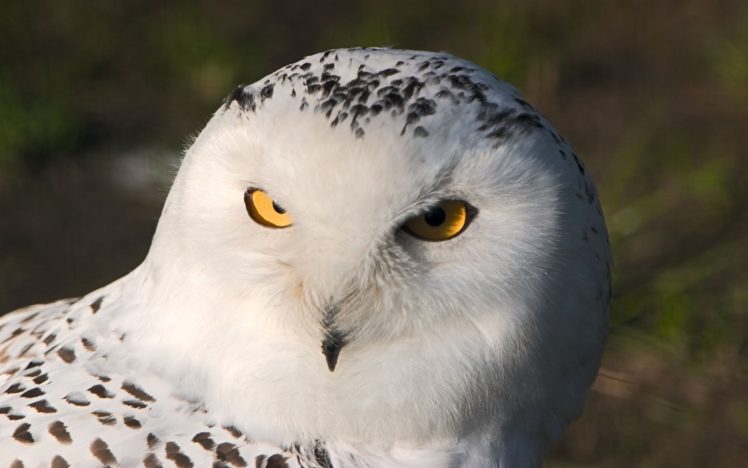 owl, Animal, White, Yellow, Eyes HD Wallpaper Desktop Background