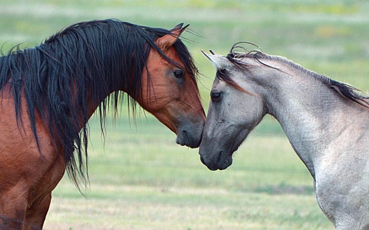 animal, Cute, Horse, Beauty, Beautiful HD Wallpaper Desktop Background