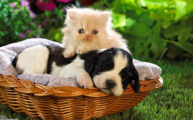 cute, Friend, Cat, Dog, Baby HD Wallpaper Desktop Background