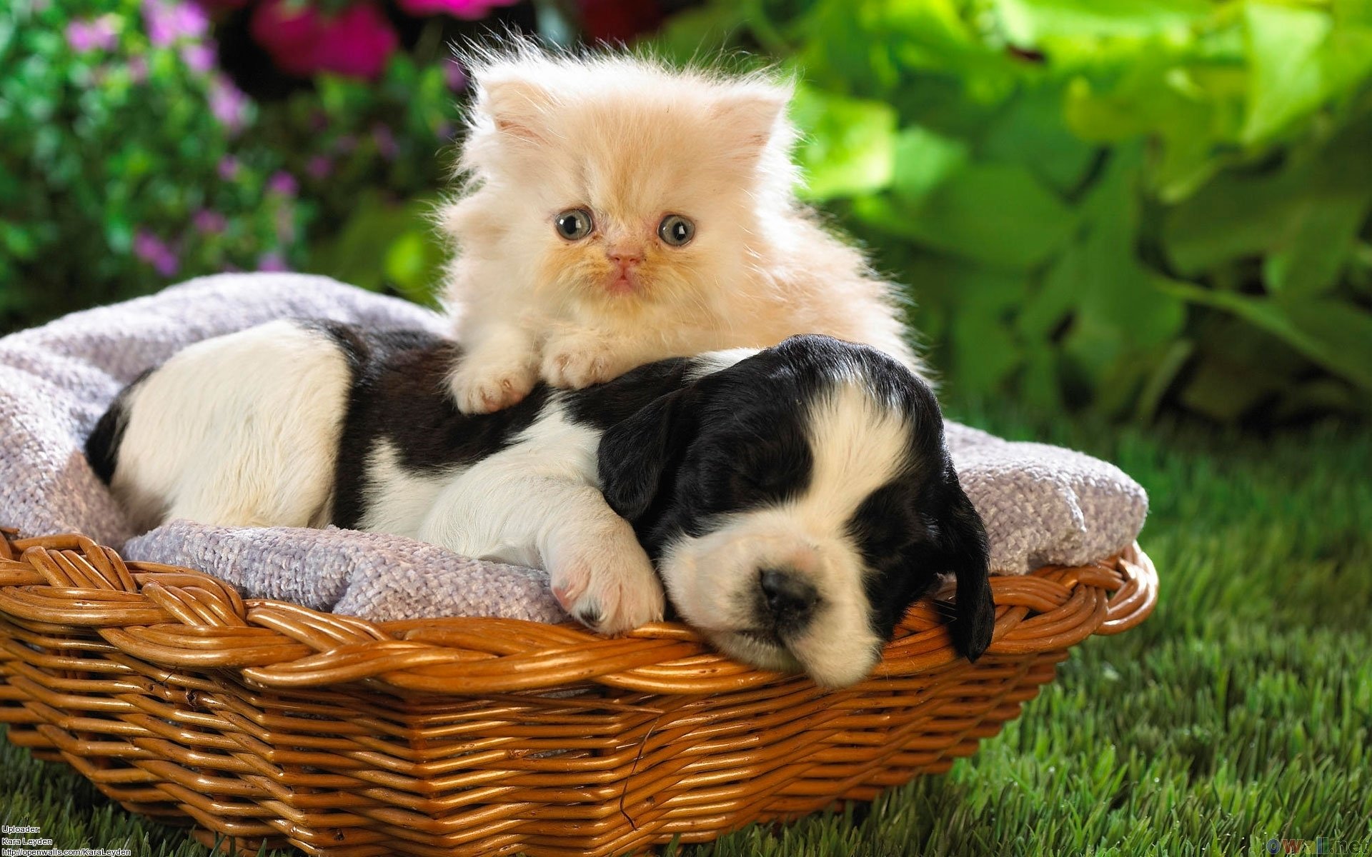 cute, Friend, Cat, Dog, Baby Wallpaper