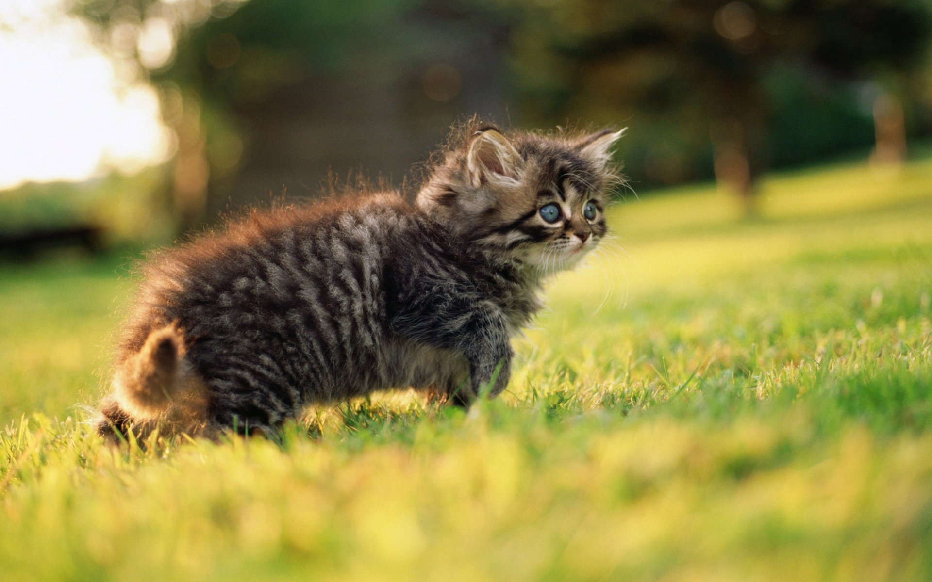 Cute Animal Cat Baby Blue Eyes Wallpapers Hd Desktop And Mobile Backgrounds