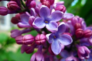 purple, Beautiful, Flowers