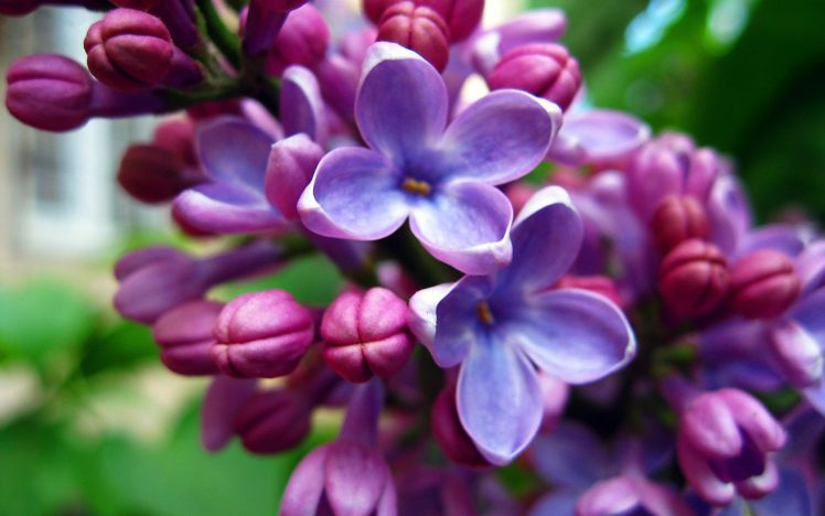 purple, Beautiful, Flowers HD Wallpaper Desktop Background