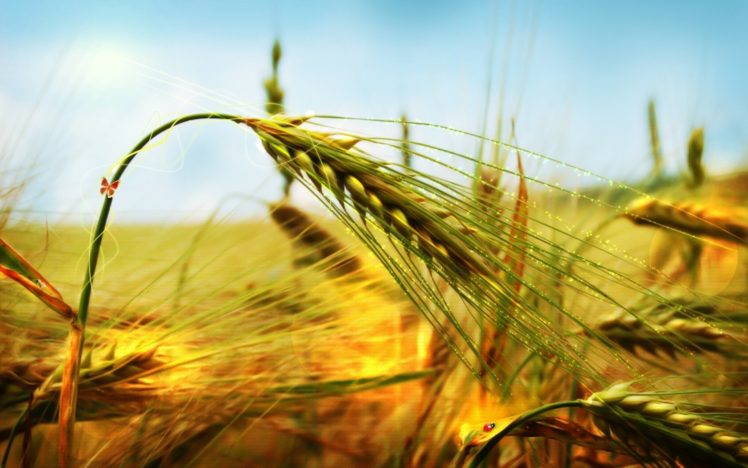 ear, Grass, Bend, Wind HD Wallpaper Desktop Background