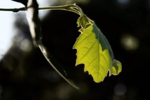 leaf, Nature, Macro